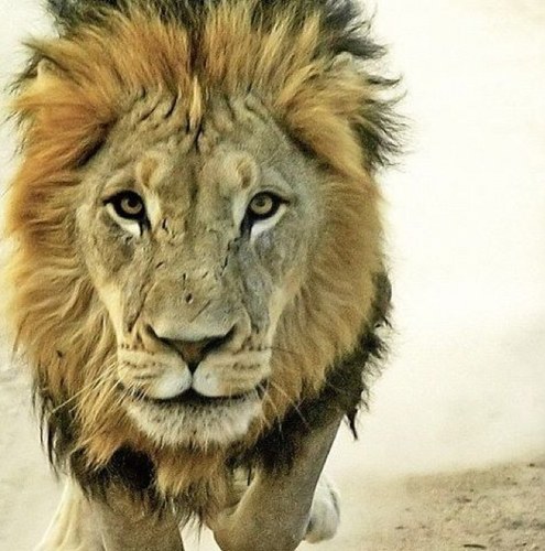 fosa101's profile picture. 