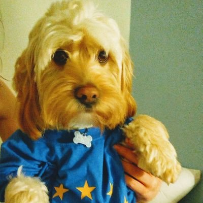 Three kids born in Spain. Missing sanity in the UK. Voted #Remain as the alternative was, is, and always will be, utter madness.
#RejoinEU #Green. Views my own