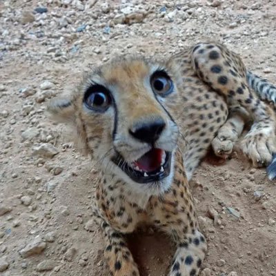 cto @sukuriprotocol - software engineer - prompt engineer - https://t.co/i59rxOQTTF - t://@97254 - cheetahbruh 🐆 - dev @frameonbase