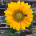 Wendy Luk (@wendyluk1961) Twitter profile photo Wendy Luk (@wendyluk1961) Twitter profile photo