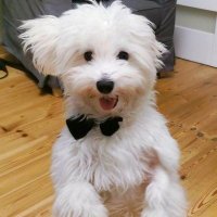 Shalopay (@drksidess75) 's Twitter Profile