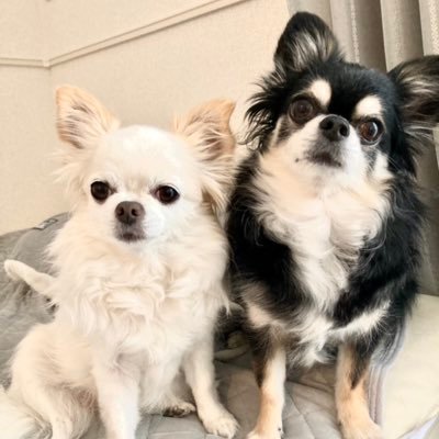 愛犬2匹モカ🐶(母)ココ🐶(息子)どちらも僧帽弁閉鎖不全症手術済み、ココの手術のクラウドファンディングにご支援、ご協力頂いた皆様ありがとうございました！12月13日ココ、扁桃の扁平上皮癌と診断されました。リンパにも転移してます。情報集めています。無言フォロー失礼します🙇‍♀️