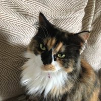 Maisie the Tortie / Margaret 😸🙍🏻‍♀️(@maisiethetortie) 's Twitter Profileg