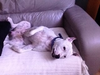 The_Mortician's profile picture. sceptical.. know it all, moaning old sod