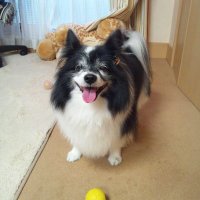 jyackmama ゲームは始まったばかりなのさ (@papijmama) 's Twitter Profile Photo