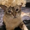 MZindelo's profile picture. 
