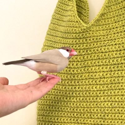 bunbunbunchos's profile picture. 編み物、文鳥、家が好き₍₍⁽⁽🌵₎₎⁾⁾ｸﾗﾌﾄﾋﾞｰﾙも好き₍₍⁽⁽🌵₎₎⁾⁾