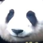 yuzupanda19's profile picture. 廃墟と薔薇とパンダを愛する、中年女子。