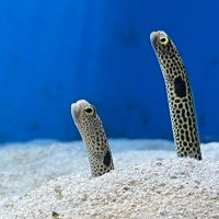 きらる (@itwgi7fajwgjrsd) 's Twitter Profile