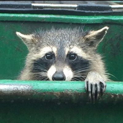trash_panda_110's profile picture. 