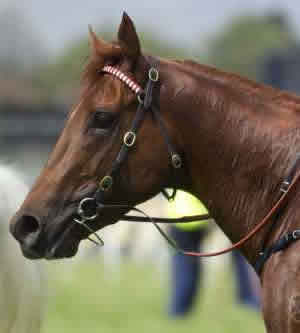 ThoroughbredNEWS Profile