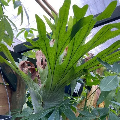 りある|Youtube2チャンネル配信中|最新デジタル家電|ガジェット|3Dプリンター|AI|観葉植物|植物育成ライト
レビューのご依頼はDMへ!
