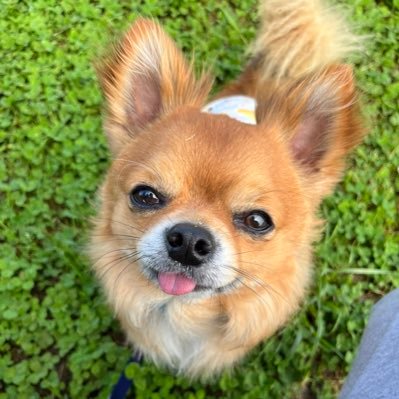 MsaSx4's profile picture. ちょっと大きめテチチ🐶 チワワ大好き💕Misia大好き🎶