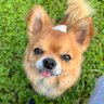 MsaSx4's profile picture. ちょっと大きめテチチ🐶 チワワ大好き💕Misia大好き🎶