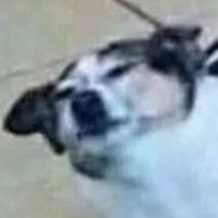Benevolent Moth (@benevolentmoth) 's Twitter Profile