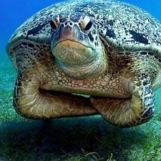 I am the Grumpy Turtle! ☦️📿🇷🇺🇸🇴 I’m still ThreeSkulls on Gab (https://t.co/U4KYn3X80k)