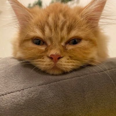 catmaritamtam's profile picture. 2022/7/2生まれの  #ミヌエット ♂︎ #茶トラ 絶賛反抗期🤣にゃんこは世界を救う✨️世界中の猫がどうか幸せになれますように🥺DMはスイマセン💦無言フォロー失礼します🙇‍♀️猫アカの皆様フォロバさせてください🐱