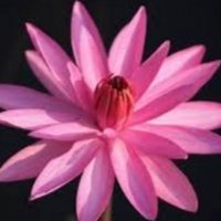 Hiếu Bùi (@phongpatinhdoi) Twitter profile photo