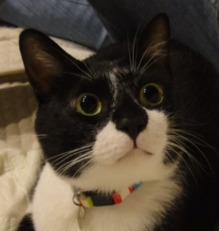 Ari_kouji's profile picture. 50代のおっさんです。嫁さん、黒柴1、猫1の4匹家族。 趣味は犬の散歩と猫と遊ぶ事と、ドライブ、ソーラーカーレースのエネマネ。 あと、ぷち鉄(主に乗り鉄)で、絵部長組。ラグビー観戦好きのREVNISTA。呉高専→TUT ロボコン同好会OB⇦愛知県の方の1992年リーダー 今はサラリーマンです。