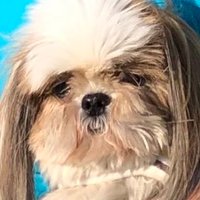 π³π¨πΊπ» πͺπ¬π΅π»πΌπΉπ π΄πΆπ«π¬πΉπ΅ (@internet_wanwan) 's Twitter Profile