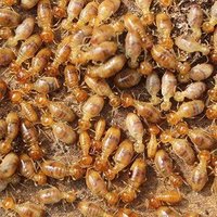 The Termite Times (@termitetwtbot) 's Twitter Profile