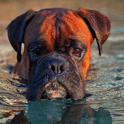 🌎#boxer from all around the world🌎
🐕Follow us, if you love boxer
📩Share your best moments & Tag us to be featured !!