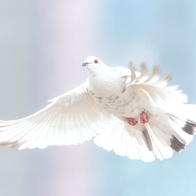 ⭐️プログラミングの仕事依頼募集します⭐️販売開始1日目で1件売上成功🎊ADHDで鬱状態と診断されてます。最近HSPの特性もあることがわかりました。診断書に『残業免除』と明記されています。
相互フォロー フォロバ100%