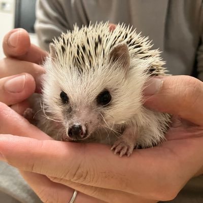 もさきち🦔 2022.6.10日生まれ♂｡ 2022.8.15お迎えしました｡ ハリネズミについて得た知識でブログも運営してます｡ 気軽に覗いてください🌸【https://t.co/UktxSJpC63】 #ハリネズミ #ハリネズミ初心者 #ハリネズミのいる暮らし #ハリネズミ好きと繋がりたい