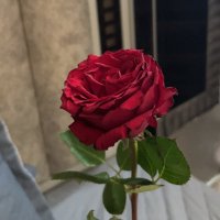 سُـكره. (@alhjryh32) Twitter profile photo