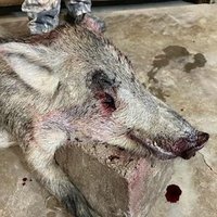 HOGGNUTS (@hogtestesupreme) Twitter profile photo