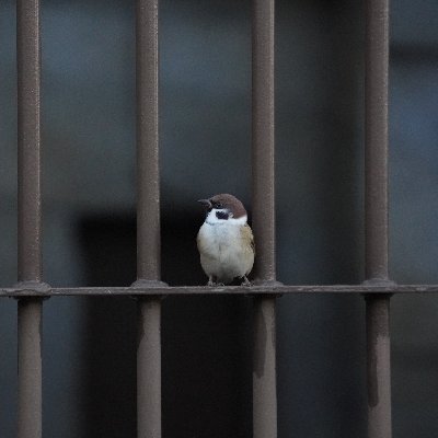 shikkoku_225's profile picture. Motorsport / 駅メモ / WNL