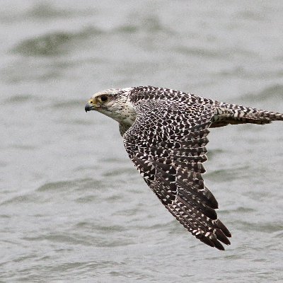 Naturetrek Tour Leader, Birder and Ringer, Author of Northamptonshirebirding@blogspot.com https://t.co/l2tK9s6gap
Bloke with a camera