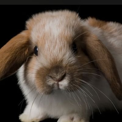 33355c's profile picture. Nitrograph