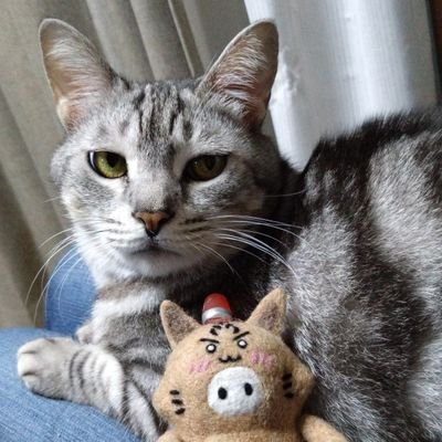 key_coco0611's profile picture. 羊毛フェルト作家🐱■ネット販売準備中■
□猫好き□羊毛フェルト□手芸□ビリヤード🎱□人見知り□※画像等の無断転載禁止