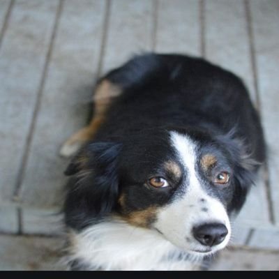 This is a story about dogs
Pro-Democracy
Pro-Food