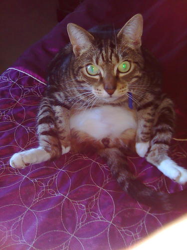 teinal's profile picture. live melb Carlton supporter vegan cat lover  animal lover sea shepherd supporter