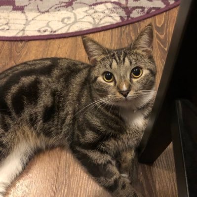 _Mc_Gamer_82's profile picture. 22 male, straight, horny, dms are open