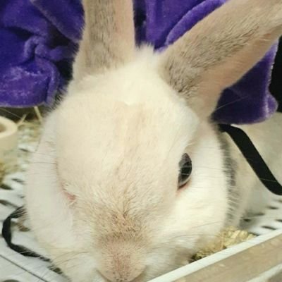 私のうさちゃん１０歳になります🐰動物大好き😍💓💓四月から社会人一年生🍀マイカー通勤🍀絵画、ガーデニング🍀料理🍀旅先の風景🍀ゲーム好き❤️ジャンプチ愛は永遠🐰アニメ葬送のフリーレン、鬼滅の刃好き💕DM❌あつ森やってます🎵