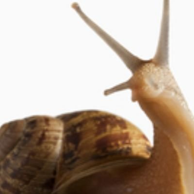 Fraud, Racist, Below average white snail