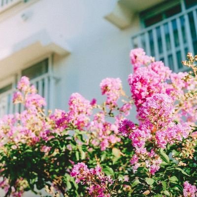 paume_damour's profile picture. パラティッシのクロ