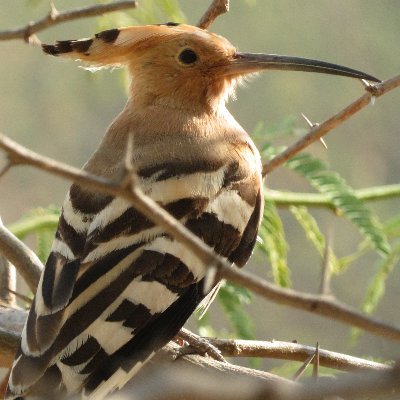 HOOTOOTPさんのプロフィール画像