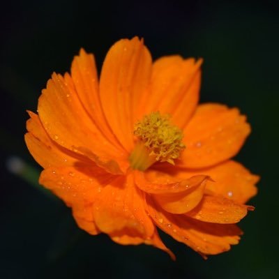 floretlover12's profile picture. I love to garden, take pictures, and watch the pollinators.