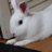 トコたんのアイコン