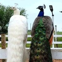 عبد الكريم (@bdalkafy_y) Twitter profile photo