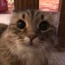 Ploob (@ploobsiberian) Twitter profile photo Ploob (@ploobsiberian) Twitter profile photo
