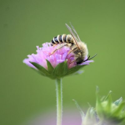 Biology, Entomology, Biodiversity