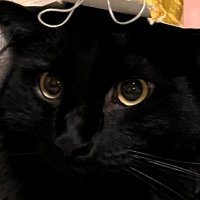 Gemini Man (@7c7s79wqvh) 's Twitter Profile