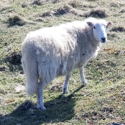 ApplecrumbApple's profile picture. 