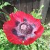 Seeds To Suit (@seedstosuit) Twitter profile photo Seeds To Suit (@seedstosuit) Twitter profile photo