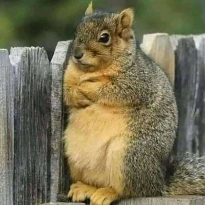 JudgySquirrel's profile picture. 